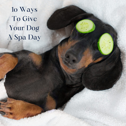 DIY Dog Spa Day: Pampering Your Pup at Home