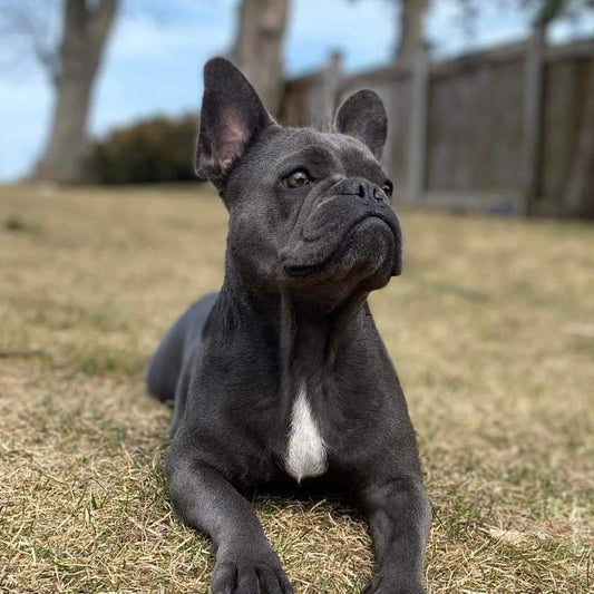 black french bulldog puppy available for adoption