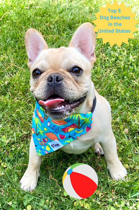 Top 5 Dog Beaches in the United States: Paw-some Spots for Furry Fun!