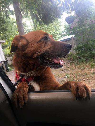 Can You Help Us Find A Forever Home for Red?