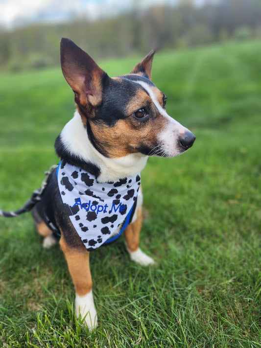 How To Prepare To Adopt A Rescue Dog