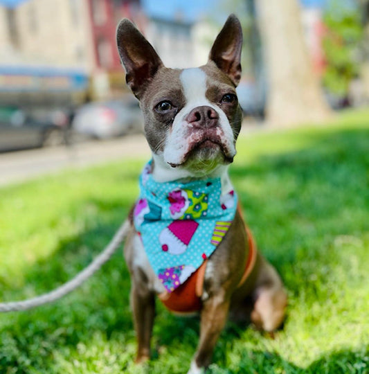 Cupcake birthday dog bandana