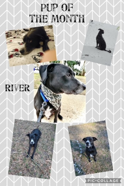 Our Pup of the Month, River
