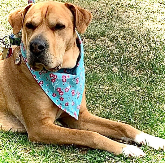 Flower Dog Bandanas Miracle Dog Story