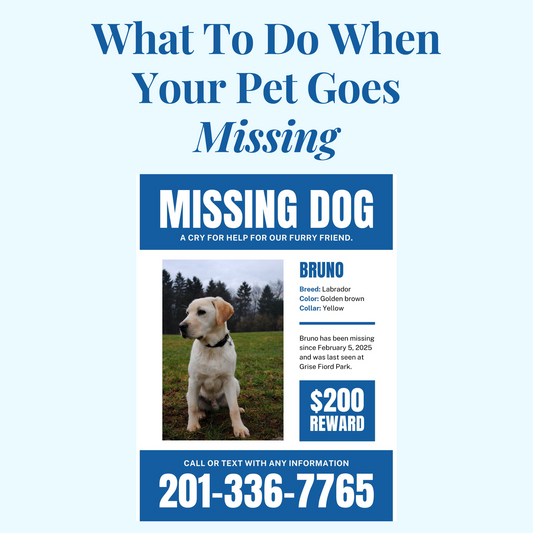 What To Do When Your Pet Goes Missing: A Quick Guide for Dog Parents