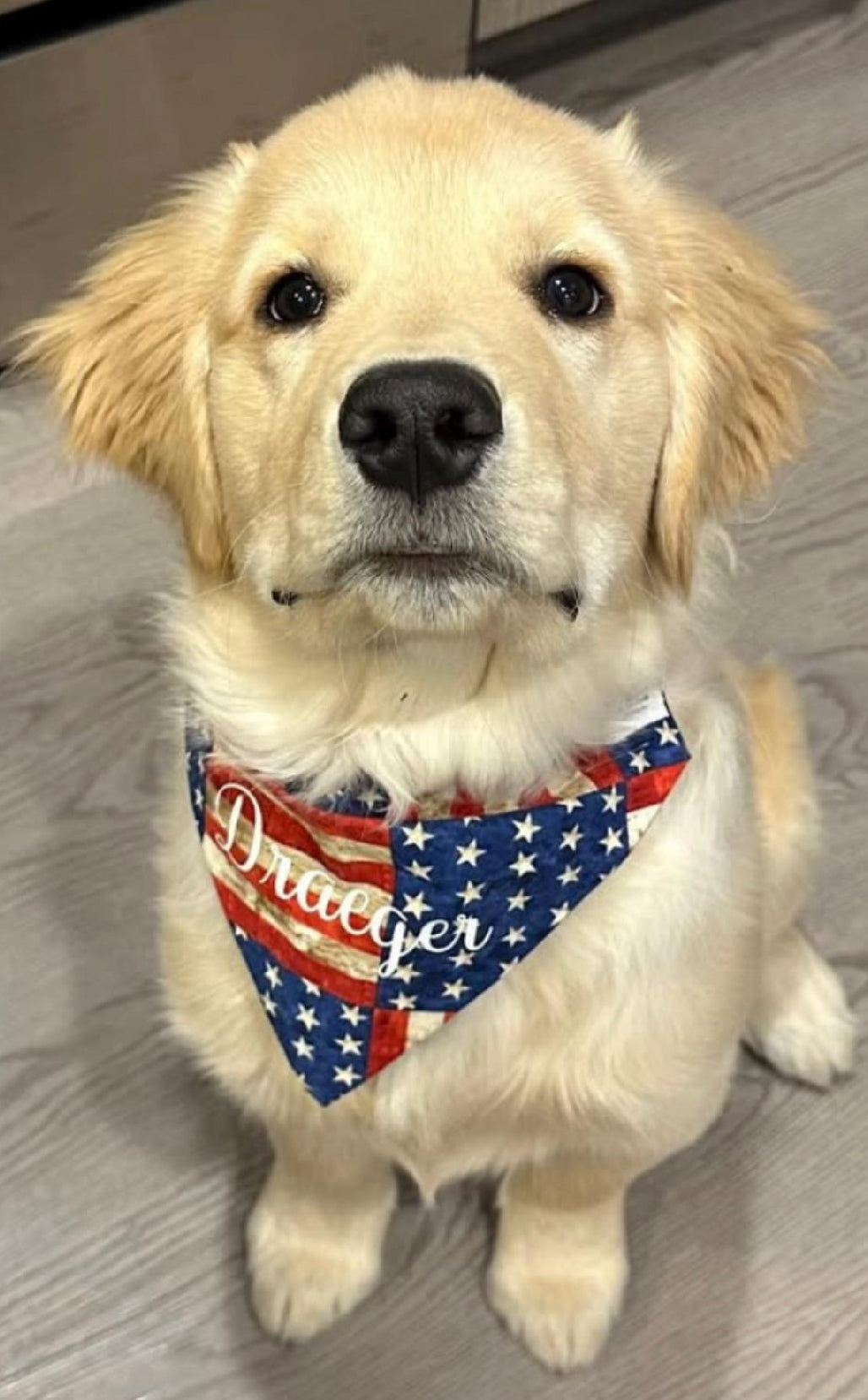 Dog wearing a bandana with 'Draeger' branding on a wooden floor.