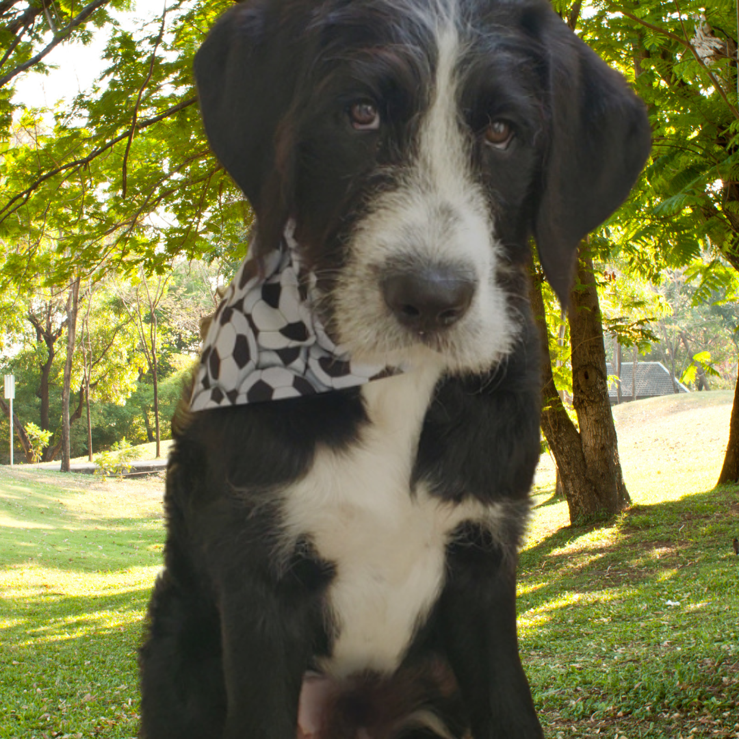 custom soccer dog bandana