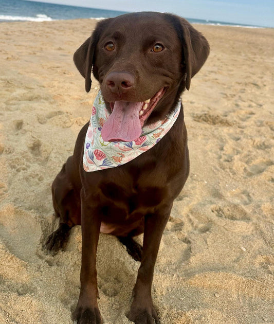 Brown dog with a bandana on a sandy beach