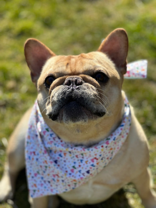 Heart Dog Bandana Pride Month Pet Scarf Love Dog Accessory Rainbow Dog Outfit Custom Dog Bandana Colorful Pet Scarf Bright Puppy Accessory
