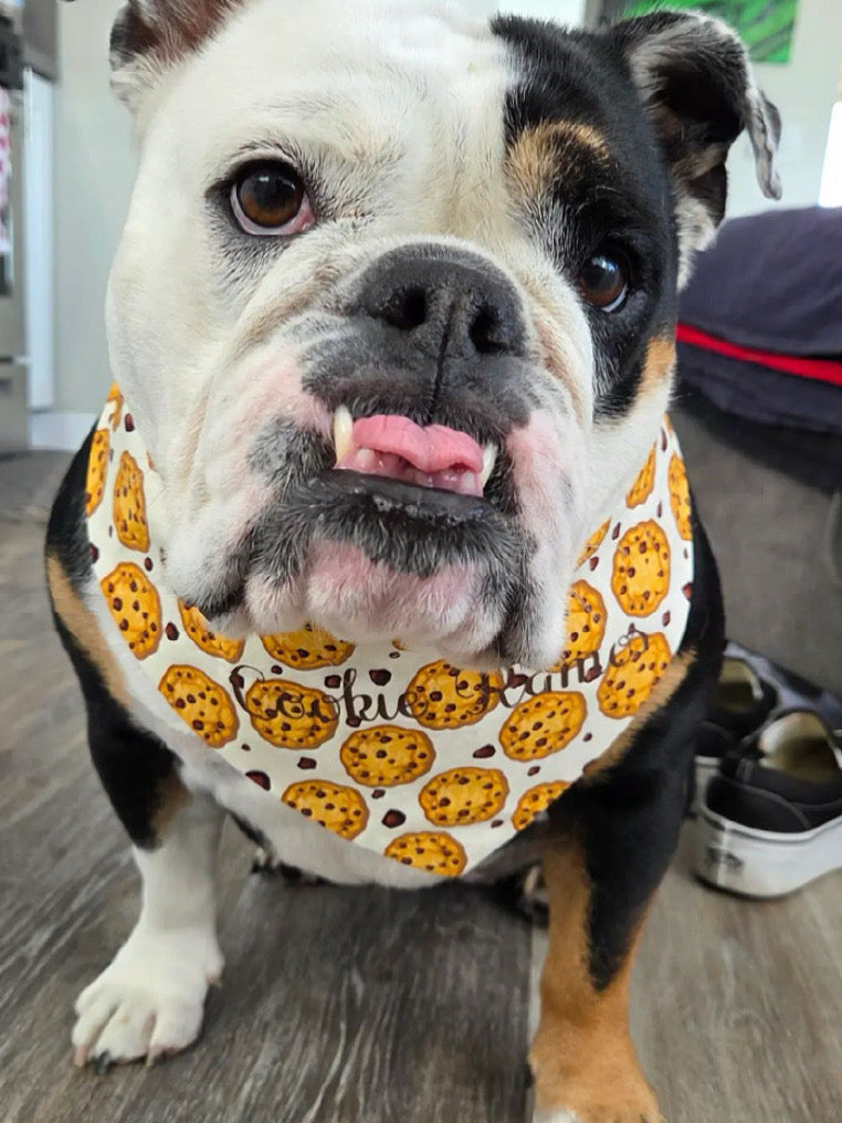 Dog wearing a bandana with cookie pattern indoors