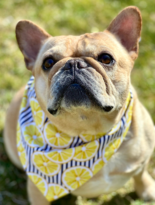 Lemon Dog Bandana Summer Pet Scarf Fresh Fruit Dog Gift Idea Cute Puppy Neckwear Bright Dog Accessory Yellow Fun Dog Apparel Citrus Theme