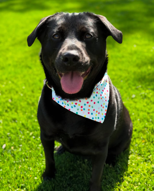 Birthday Party Dog Bandana