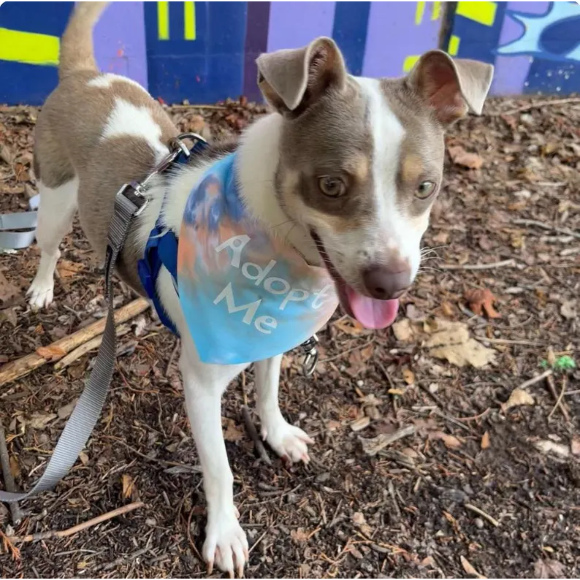 Dog wearing a 'Adopt Me' bandana in an outdoor setting