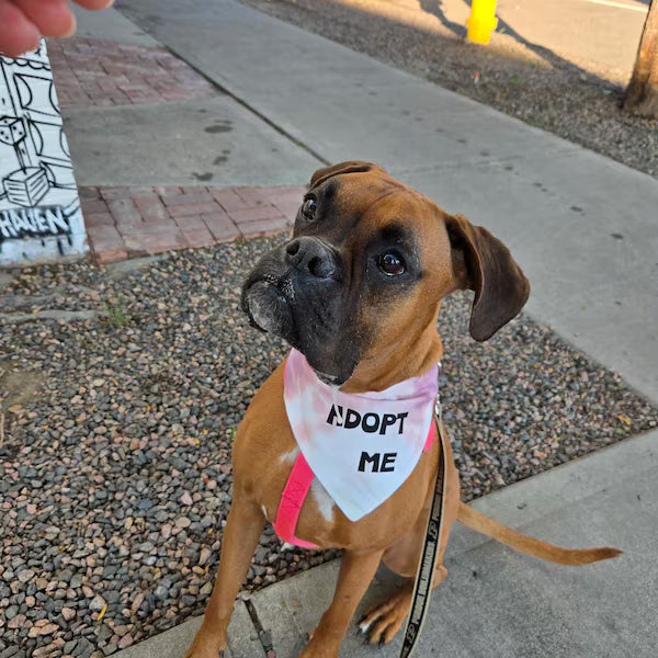 Dog wearing an 'Adopt Me' bandana on a sidewalk