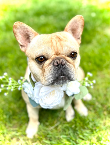 dog flower collar for engagement announcement
