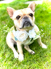 Load image into Gallery viewer, french bulldog wearing a flower collar
