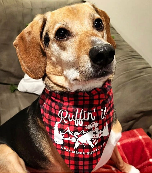 Beagle wearing a Buffalo plaid dog bandana