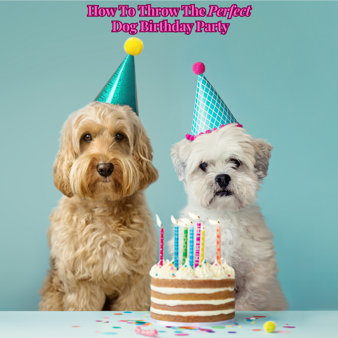 How To Throw A Dog Birthday Party