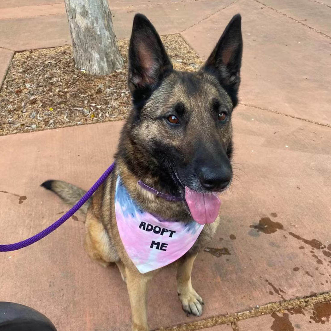 🐾 Helping Pups Stand Out: The Power of Our Tie-Dye “Adopt Me” Bandanas
