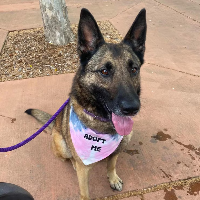🐾 Helping Pups Stand Out: The Power of Our Tie-Dye “Adopt Me” Bandanas