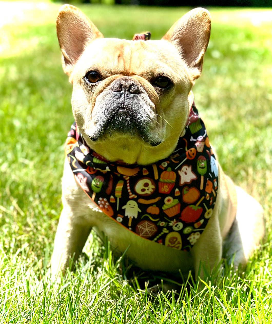 Halloween Candy Dog Bandana Spooky Pet Accessory Cute Trick or Treat Dog Scarf Personalized Halloween Dog Costume Festive Pet Outfit Idea