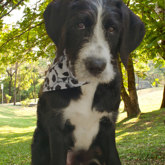custom soccer dog bandana