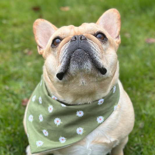 Custom Daisy Dog Bandana Floral Pet Scarf Personalized Puppy Accessory Cottage Core Dog Apparel Unique Gift Idea New Family Pet Photoshoo