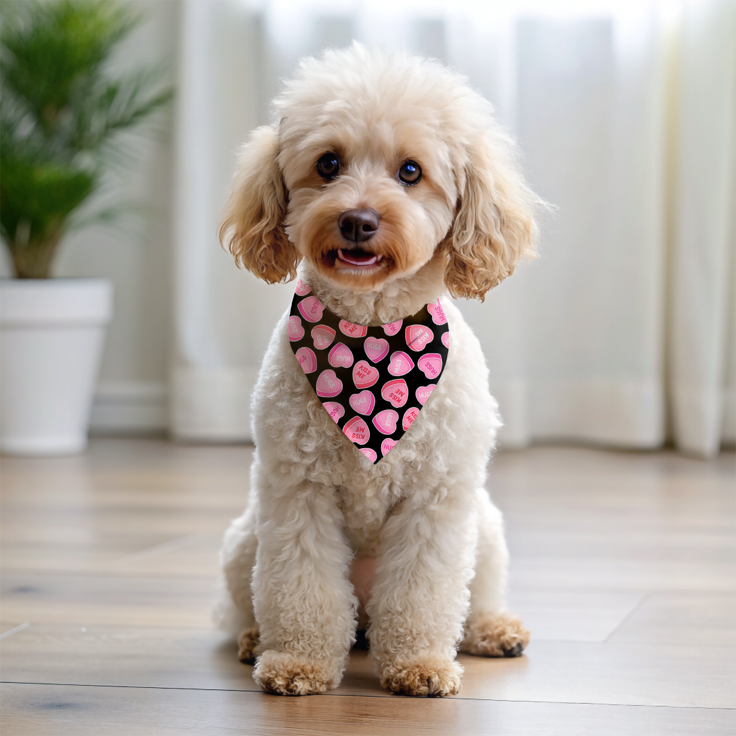 Small dog wearing a pink heart bandana indoors on a wooden floor.