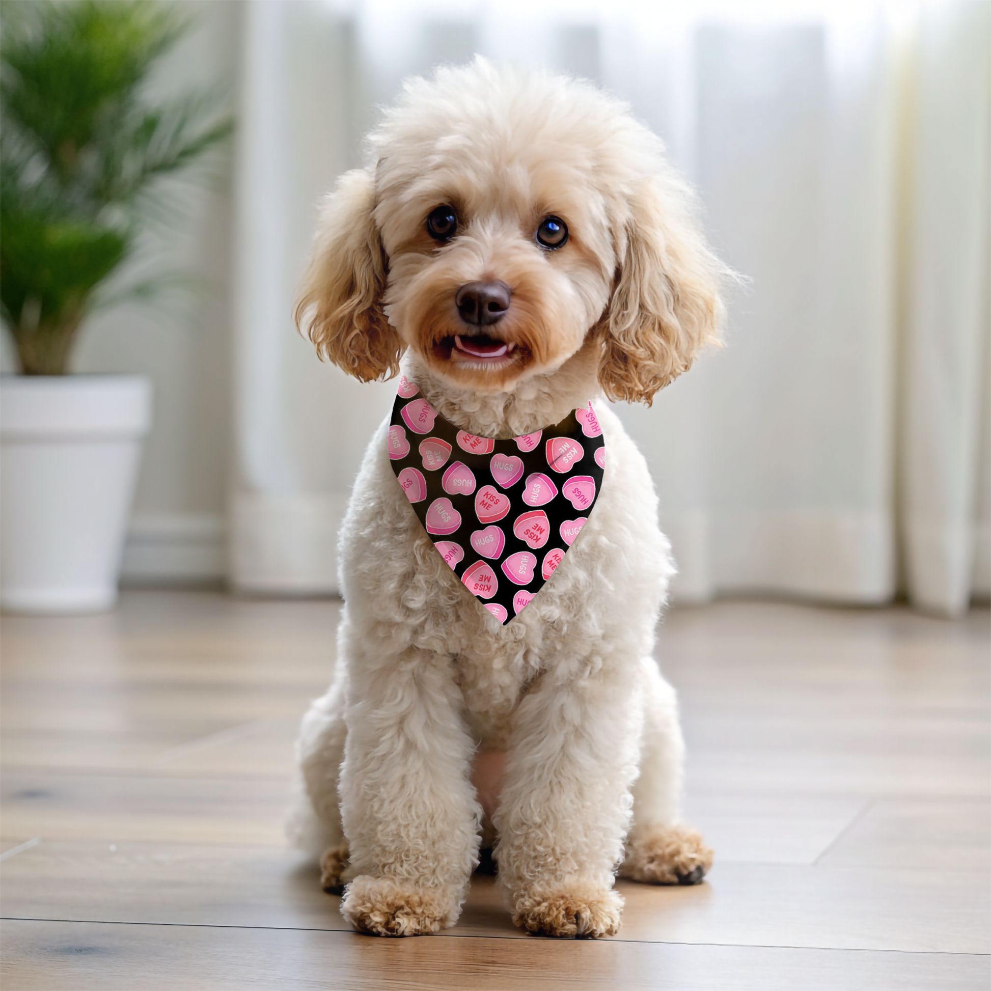 Small dog wearing a pink heart bandana indoors on a wooden floor.