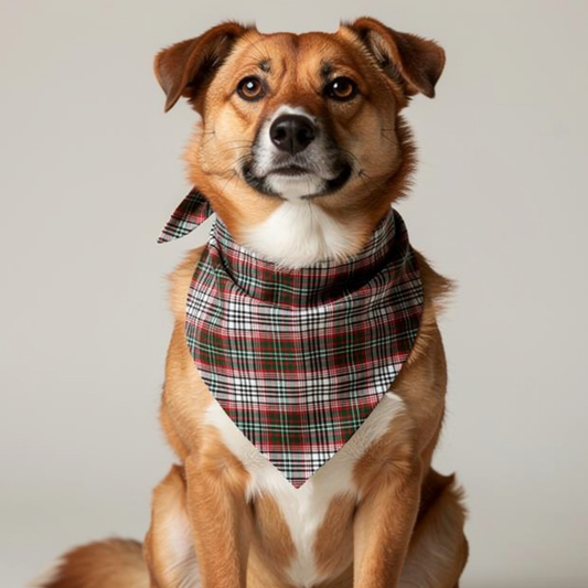 Dog wearing a plaid bandana on a plain background
