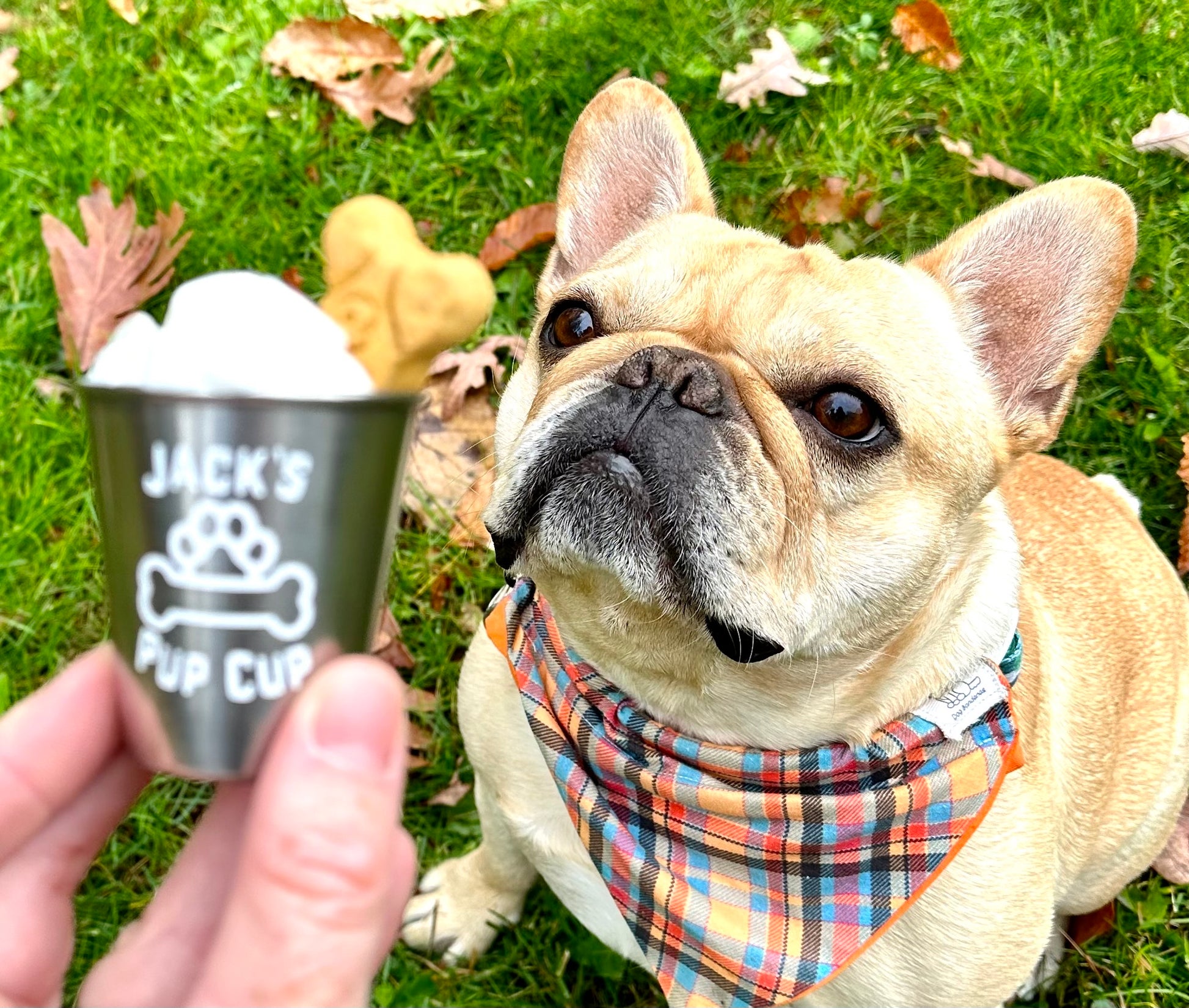 custom pup cup