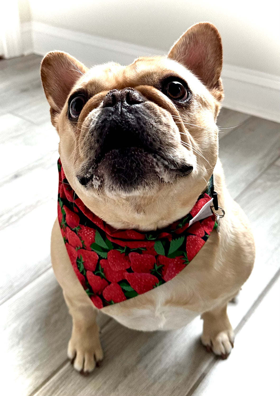 Strawberry Dog Bandana Cute Summer Fruit Pet Scarf Spring Outfit For Dog Photoshoot Idea Unique Gift for Dog Owner Custom Name Puppy Apparel