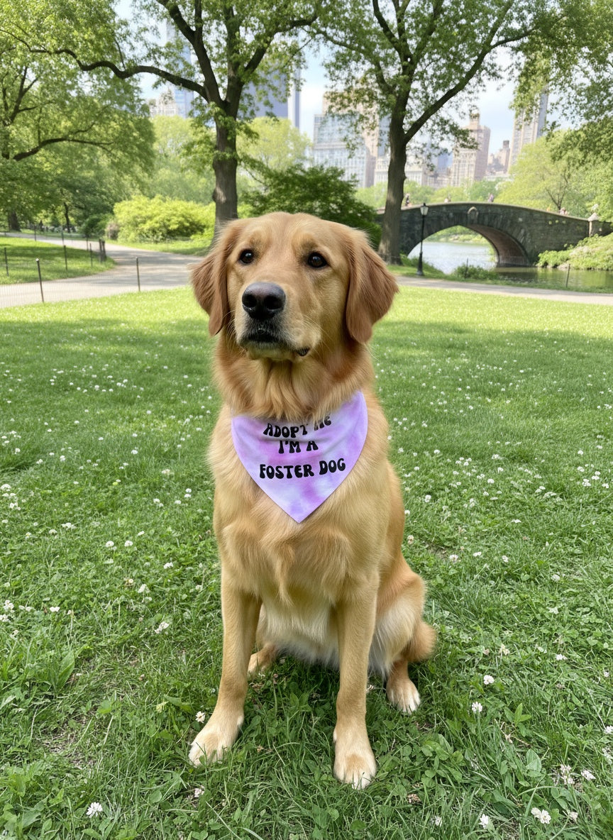 Golden Retriever in a tie dye adopt me dog bandana