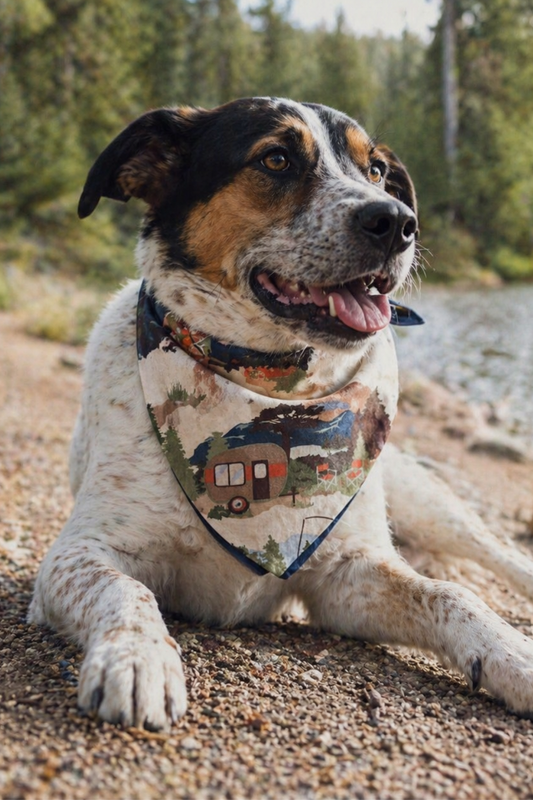 Dog wearing a bandana with a nature-themed design, sitting outdoors.