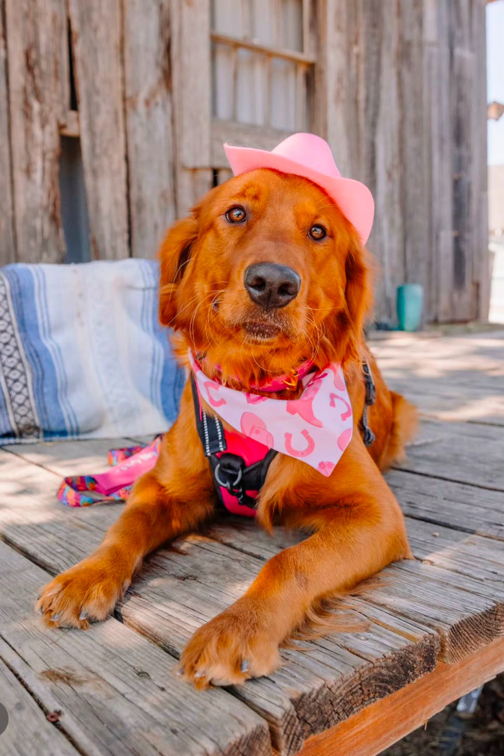 Dog wearing a pink hat and bandana on a wooden deck