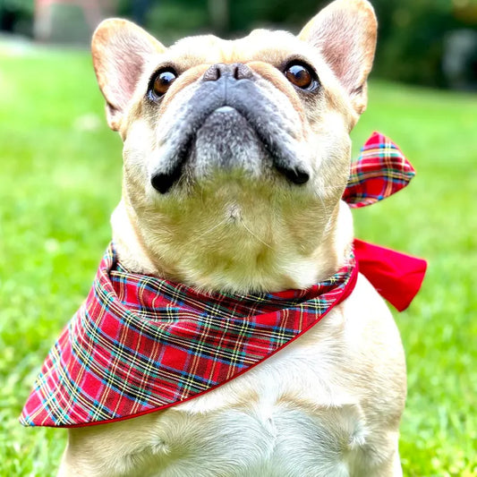 French bulldog wearing a Christmas plaid dog bandana